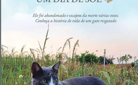 Cinzento, Um Dia de Sol, de Mauro Pereira-Silva, Um Gato Abandonado.